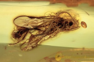  ICHNEUMONIDAE &  ENCYRTIDAE  Great Wasps Fossil BALTIC AMBER 1830