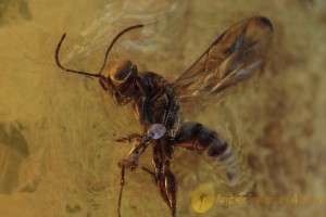 DRYINIDAE Wasp Fossil Inclusion Genuine BALTIC AMBER 1831