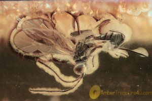 BRACONIDAE Great Looking Parasitic Wasp BALTIC AMBER 1836