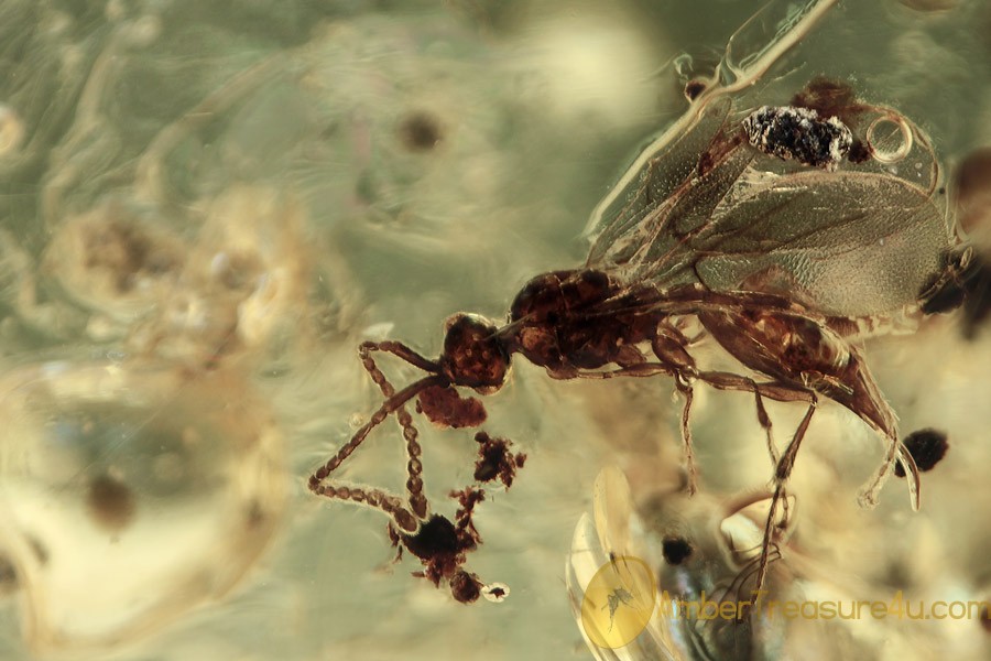 DIAPRIIDAE Nice Wasp Fossil Inclusion BALTIC AMBER 1840