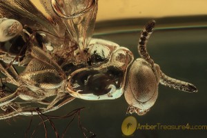 PTEROMALIDAE Superb Looking Wasp BALTIC AMBER 1845