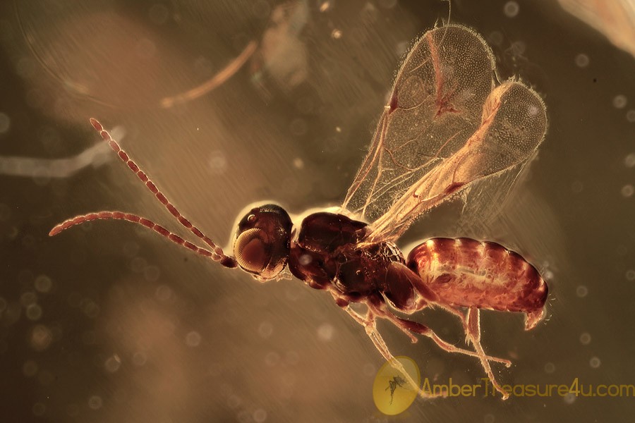 MEGALYRIDAE Well Preserved Superb Wasp BALTIC AMBER 1847 MEGALYRIDAE Well Preserved Superb Wasp BALTIC AMBER 1847