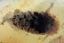 PINACEAE Pine Cone Fossil Inclusion BALTIC AMBER 1897