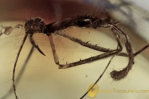 REDUVIIDAE Nice Assassin Bug Nymph BALTIC AMBER 1895