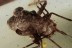 MIRIDAE Superb Plant Bug Nymph Inclusion BALTIC AMBER 1903