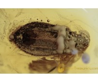 ARADIDAE CALISIUS Flat Bug Inclusion BALTIC AMBER 1901