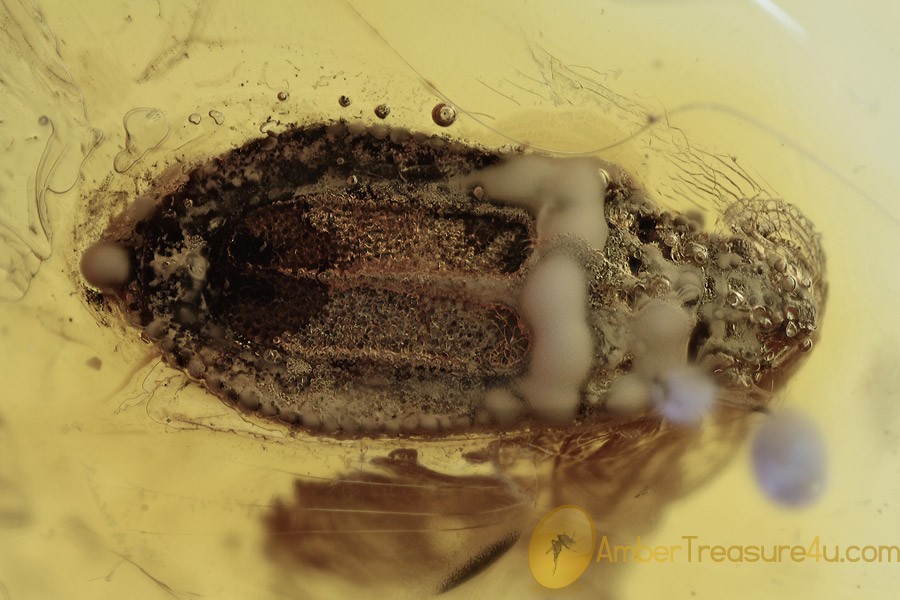 ARADIDAE CALISIUS Flat Bug Inclusion BALTIC AMBER 1901