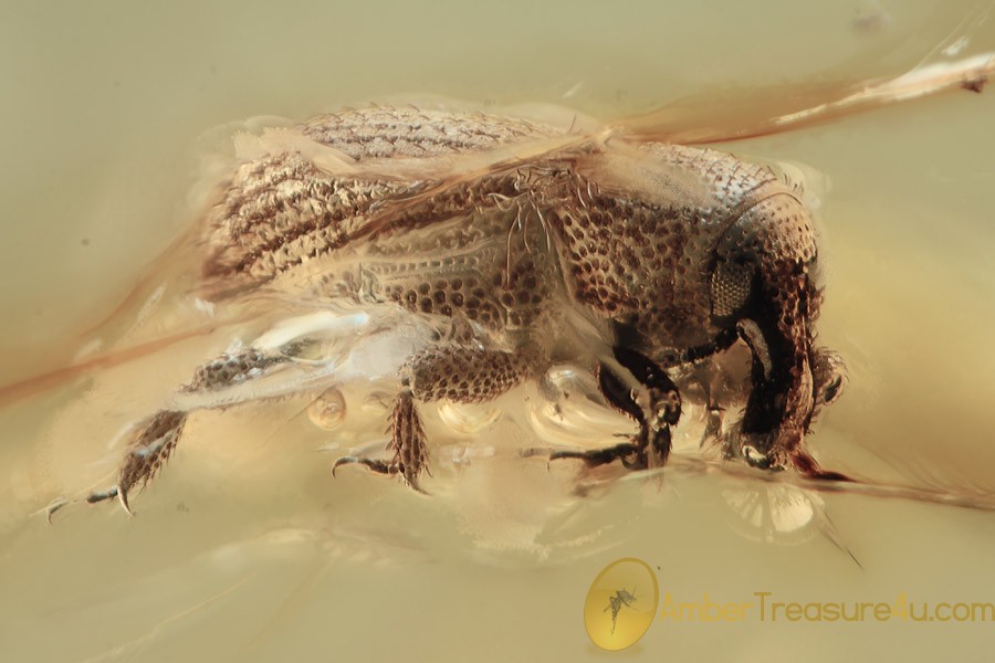 CURCULIONIDAE Weevil Snout Beetle Inclusion BALTIC AMBER 1864 CURCULIONIDAE Weevil Snout Beetle Inclusion BALTIC AMBER 1864
