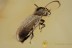 BOSTRICHIDAE Rhyzopertha Twig Borer Beetle BALTIC AMBER 1866