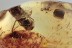 Ant Eating CERAMBYCIDAE Longhorn Beetle & Cobweb BALTIC AMBER 1875
