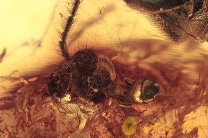 Ant Eating CERAMBYCIDAE Longhorn Beetle & Cobweb BALTIC AMBER 1875