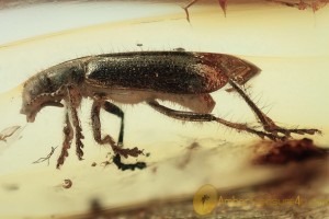 CLERIDAE Hydnocerinae Checkered Beetle BALTIC AMBER 1878