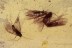 TRICHOPTERA 5 Caddisflies + LAYING Eggs BALTIC AMBER 1884