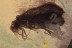 TRICHOPTERA 5 Caddisflies + LAYING Eggs BALTIC AMBER 1884