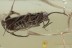 TRICHOPTERA Lilac Eyed Micro Caddisfly BALTIC AMBER 1885
