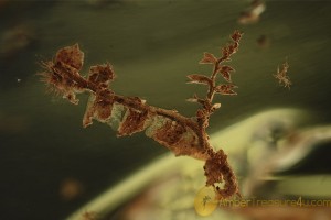 BRYOPHYTA Moss Twig Fossil Inclusion BALTIC AMBER 1906