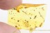 BRYOPHYTA Moss Twig Fossil Inclusion BALTIC AMBER 1906