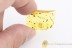 BRYOPHYTA Moss Twig Fossil Inclusion BALTIC AMBER 1906