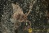 TROMBIDIIDAE Large Superb Velvet Mite BALTIC AMBER 1912