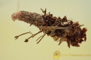 LEPIDOPTERA Caterpillar Climbs Out of Case BALTIC AMBER 1918