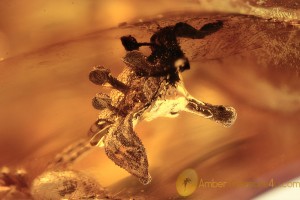 THEACEAE Flower Fossil Inclusion Genuine BALTIC AMBER 1922