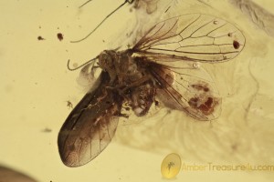 CONIOPTERYGIDAE Dustywing Fossil Inclusion BALTIC AMBER 1923