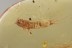 ZYGENTOMA Great Large Silverfish Inclusion BALTIC AMBER 1924