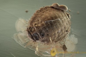 APHIDOIDEA Unusual Superb APHID Inclusion BALTIC AMBER 1928