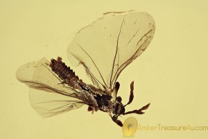 STREPSIPTERA Flying Twisted-Winged Parasite BALTIC AMBER 1926