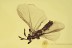 STREPSIPTERA Flying Twisted-Winged Parasite BALTIC AMBER 1926