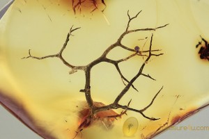 LICHEN "Tree" Superb Looking Large Twig BALTIC AMBER 1934