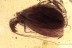 TRICHOPTERA Rare Large Caddisfly Inclusion BALTIC AMBER 1930