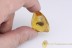 TRICHOPTERA Rare Large Caddisfly Inclusion BALTIC AMBER 1930