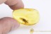 GRYLLIDAE Large Rare Winged Cricket BALTIC AMBER 1936