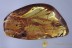 ODONATA Wings & 4 UNKNOWN Pupae BALTIC AMBER 1937