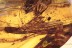 ODONATA Wings & 4 UNKNOWN Pupae BALTIC AMBER 1937