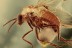 ANISOPODIDAE Mycetobia Superb Wood Gnat BALTIC AMBER 1939