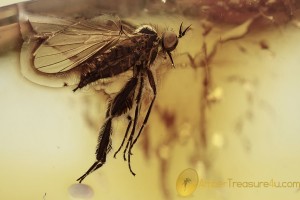 EMPIDIDAE Well Preserved Feathered Legs Fly BALTIC AMBER 1938