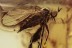 EMPIDIDAE Well Preserved Feathered Legs Fly BALTIC AMBER 1938