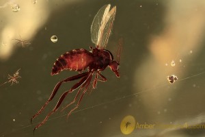 CERATOPOGONIDAE Superb Looking Biting Midge BALTIC AMBER 1940