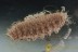 DIPTERAN Unusual Larvae Superb Well Preserved BALTIC AMBER 1942