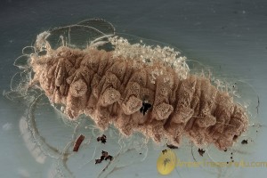 DIPTERAN Unusual Larvae Superb Well Preserved BALTIC AMBER 1942