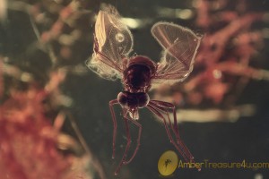 RHAGIONIDAE Blood Sucking Snipe Fly Inclusion BALTIC AMBER 1943