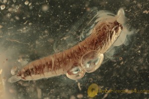 DIPTERAN Anisopodidae Pupae Fossil Inclusion BALTIC AMBER 1944