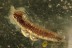 DIPTERAN Anisopodidae Pupae Fossil Inclusion BALTIC AMBER 1944