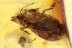 THAUMASTOCORIDAE Royal Palm Bug Inclusion BALTIC AMBER 1945