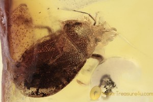 THAUMASTOCORIDAE Royal Palm Bug Inclusion BALTIC AMBER 1945