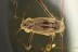 GERRIDAE Great Looking Water Strider Aquatic Bug BALTIC AMBER 1941