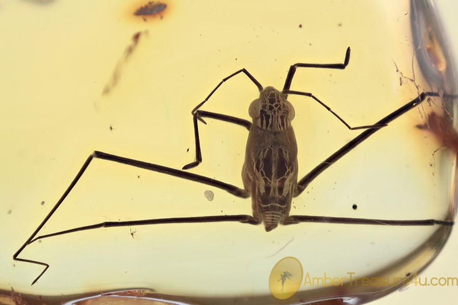 GERRIDAE Great Looking Water Strider Aquatic Bug BALTIC AMBER 1941