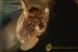 EOHELEA 100% Mating Biting Midges BALTIC AMBER 1947